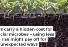 The activity of tiny microbes in and around the roots of crops such as soybeans are valuable for their growth. Oleh Malshakov/iStock/Getty Images Plus